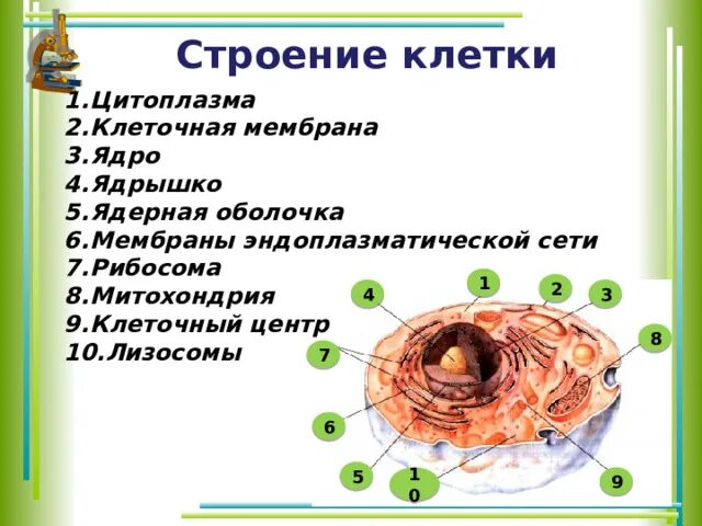 Клеточное строение организма огэ. Клеточное строение организма огэ