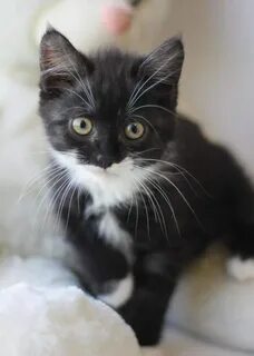 Черно белый котенок в доме
