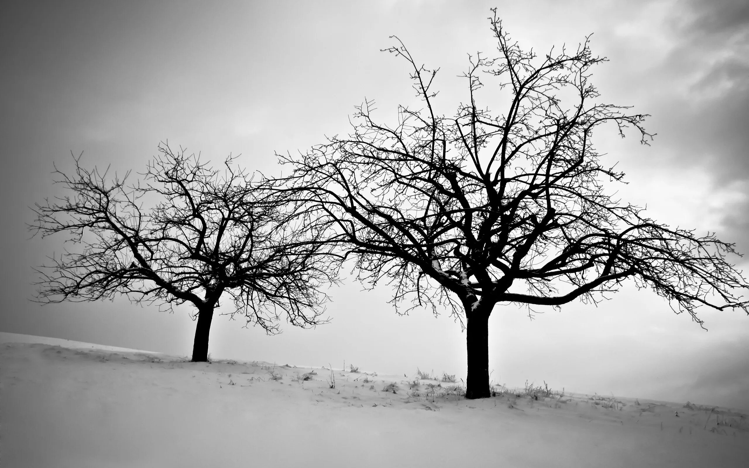 Зачем белые деревья. Сухое дерево. Красивое дерево. Дерево черно белое. Зимнее дерево.