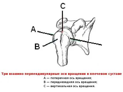 Рука человека оси вращения