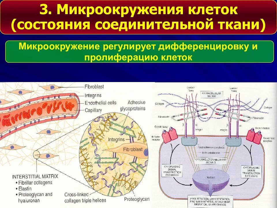 Механизмы гибели клеток патофизиология. Апоптоз некроз клетки патофизиология. Повреждение клетки патофизиология лекция. Микроокружение клетки.