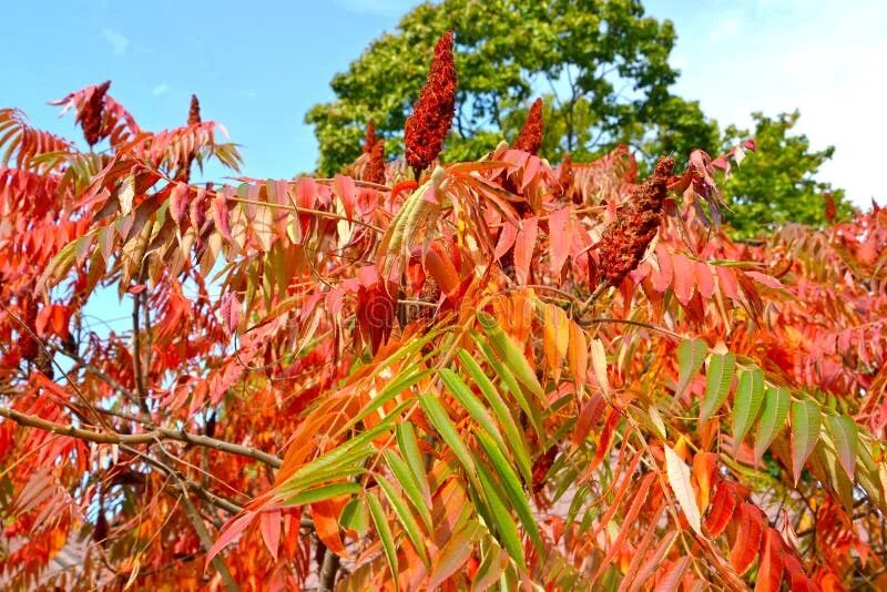 Sumac // Backyard Forager Edible wild plants, Berry plants, Plants