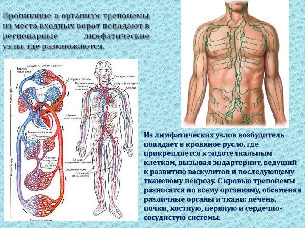 Артериальное сосудистое русло. Распространение по организму. Кровяное русло в теле человека. Трепонема паллидум входные ворота. Вода проникающие в организм