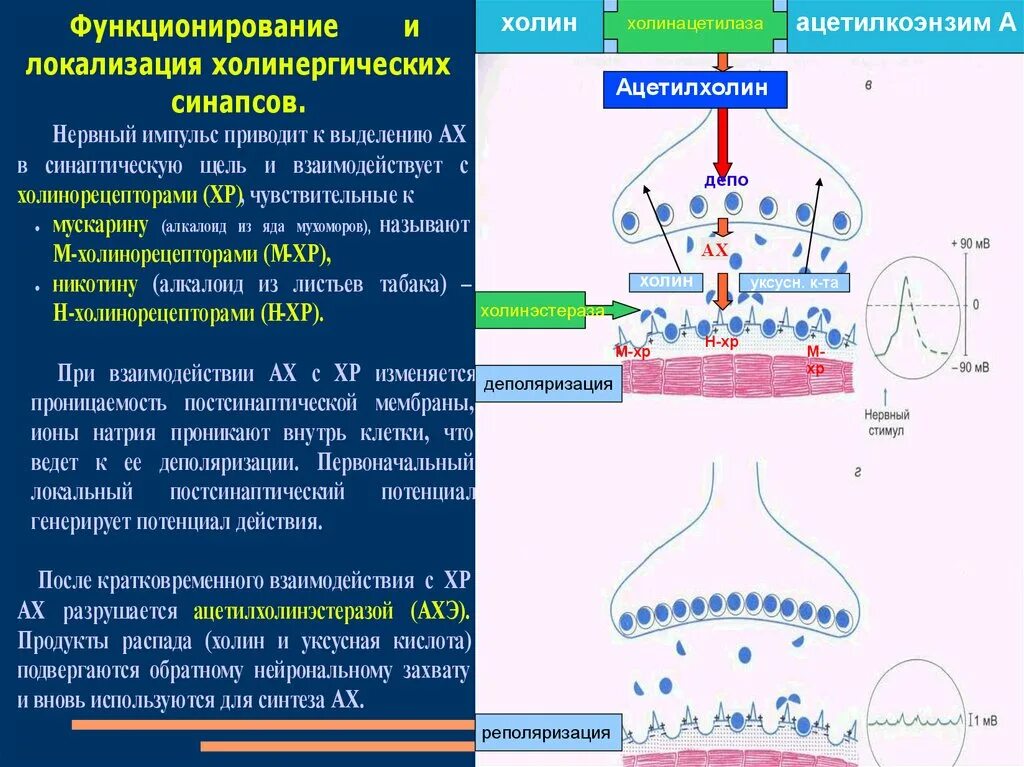 Импульсов действие нервного импульса
