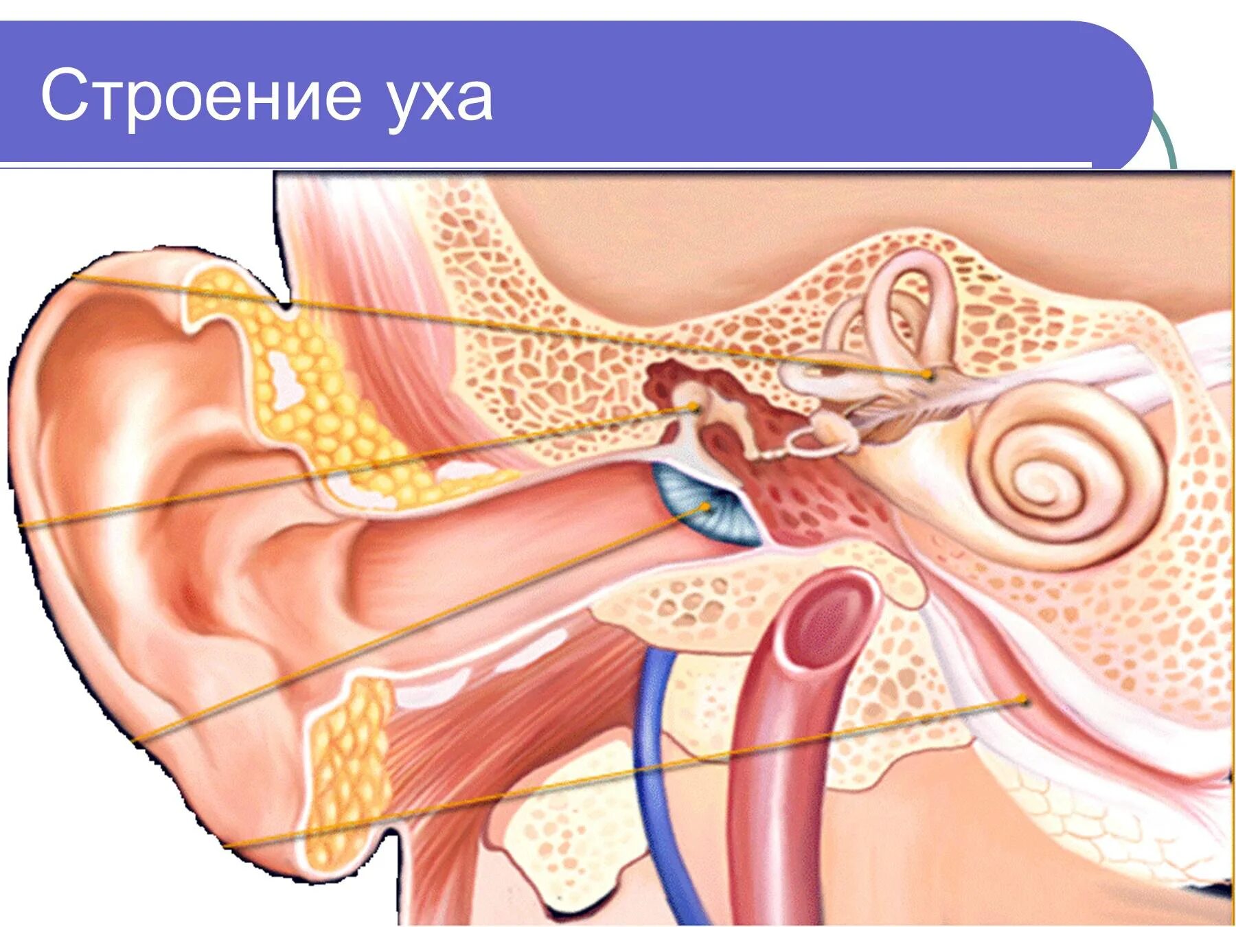 Евстахиева труба анализатор. Слуховой анализатор строение уха. Строение человеческого уха. Устройство среднего уха. Как устроено внутреннее ухо