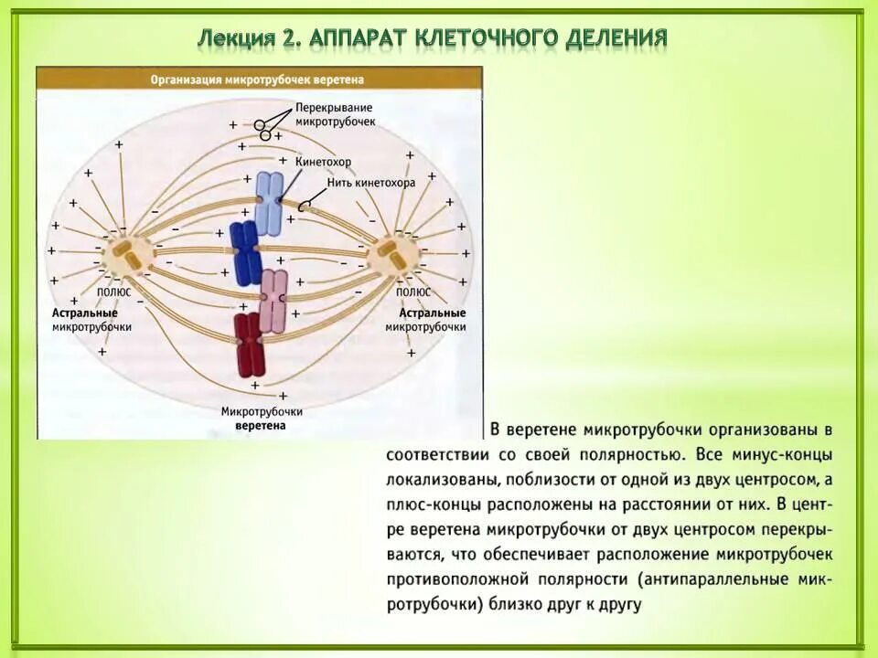 Метафаза нити веретена деления. Веретено деления строение и функции. Веретено деления из микротрубочек. Веретено деления строение. Аппарат деления клетки