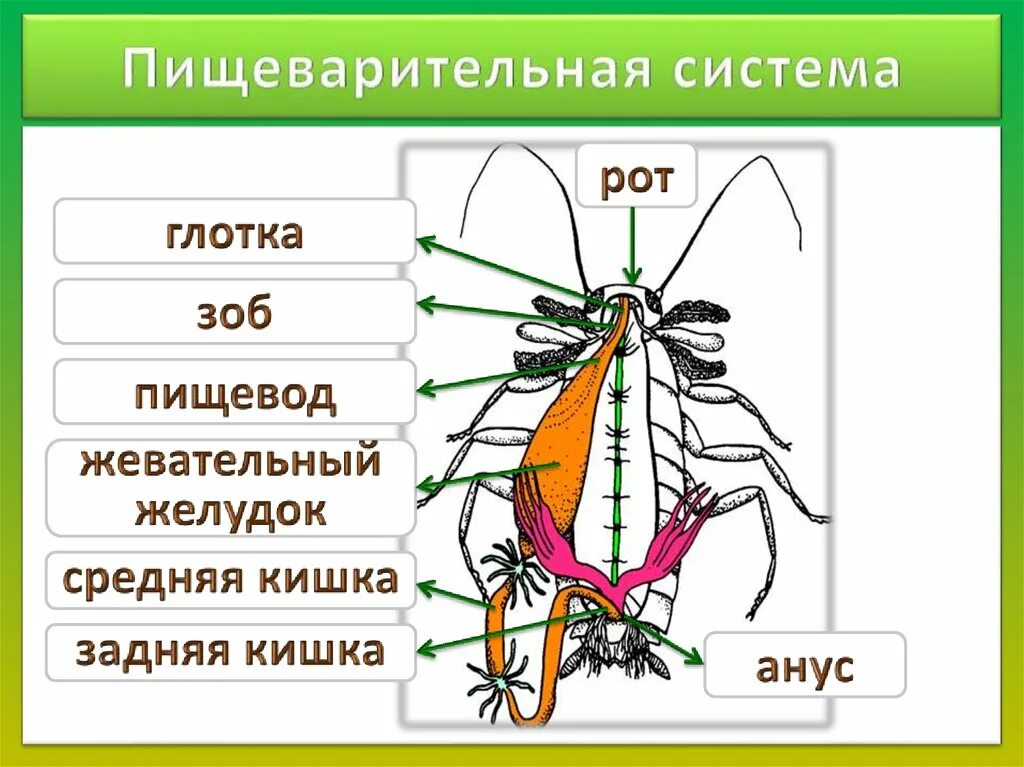 Насекомые имеют 3 отдела. Пищеварительная система насекомых схема. Внутреннее строение майского жука. Пищеварительная система майского жука. Внутреннее и внешнее строение жука-плавунца.