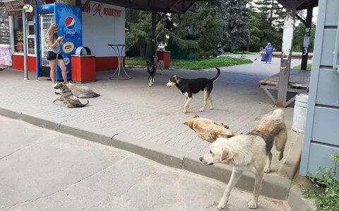 Собак липецк