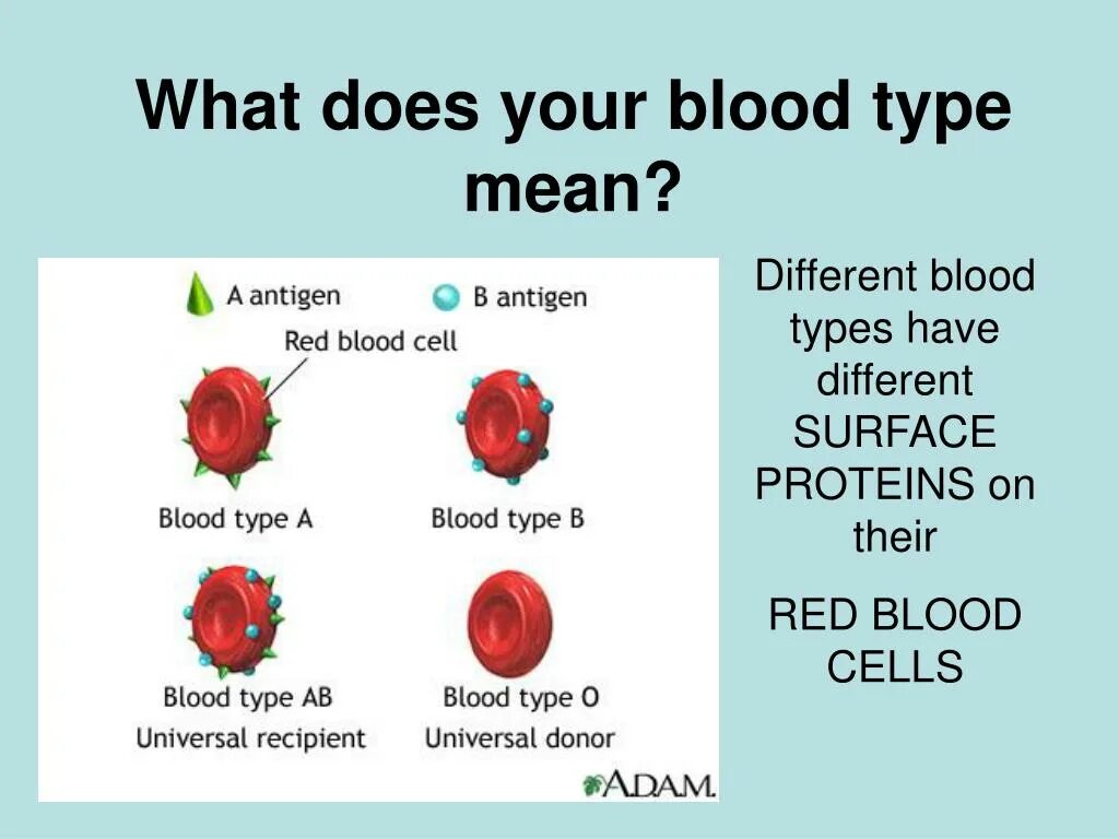 Как по английски кровь. Blood Types in English. Blood Group Types. Ab Blood Type. Blood Type English.