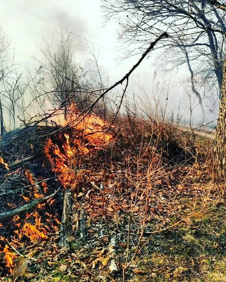 Пожар в лесу. Сгоревший лес. Сильный пожар в лесу. Дым от лесных пожаров в городе. Сквозь лес и дым геншин