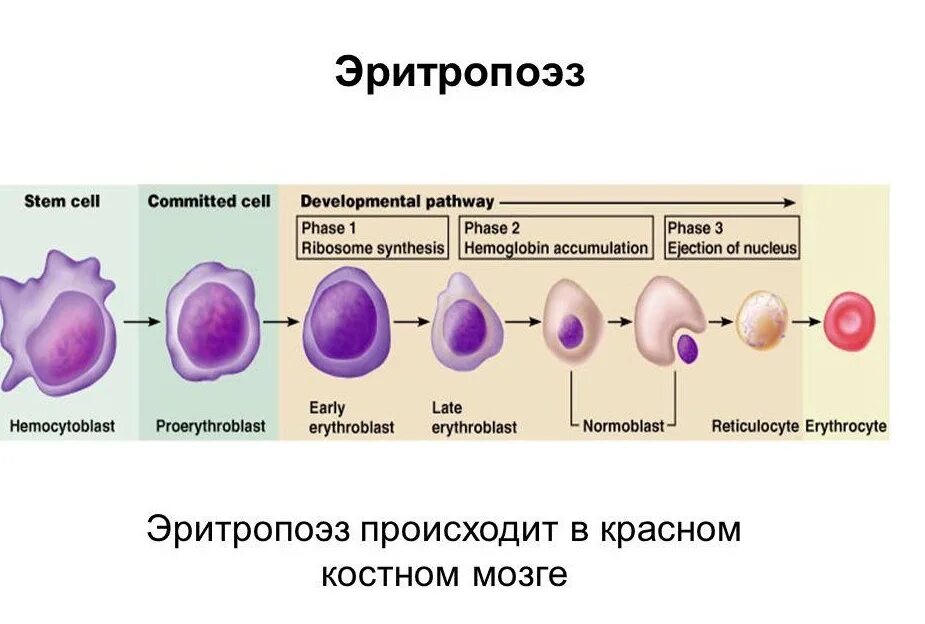 Стадии развития крови. Жизненный цикл клеток крови. Схема созревания кровяных клеток. Эритропоэз схема этапы. Эритропоэз схема эритроциты.