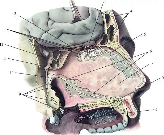 Обонятельный нерв анатомия. Решетчатая кость обонятельные нервы. Обонятельный черепной нерв. Обонятельный нерв строение.