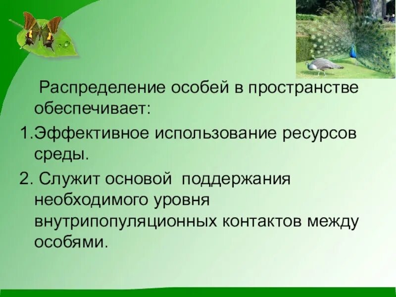 Единицей эволюции является особь. Типы распределения особей в пространстве. Популяция биология 11 класс.