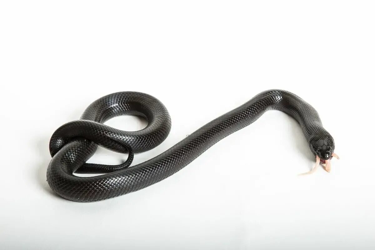 Snake back