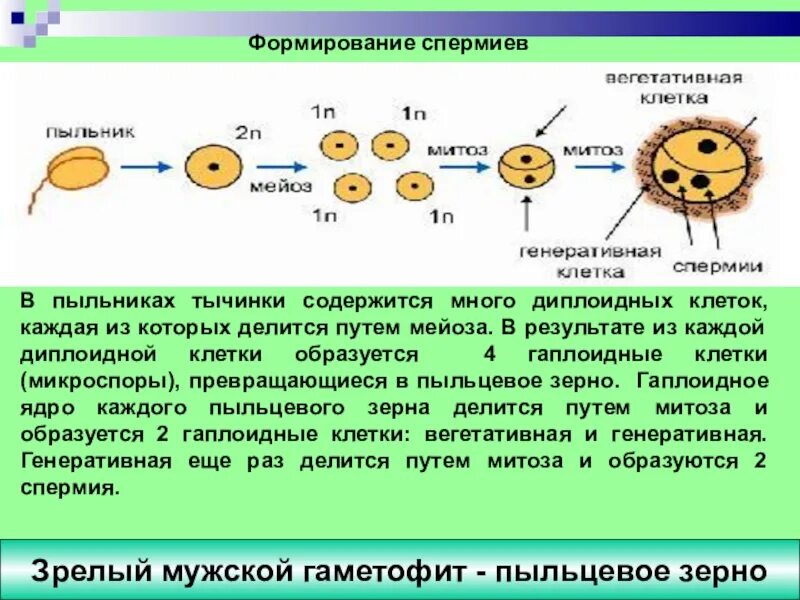 Мейозом делятся споры