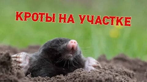Крот это зверь