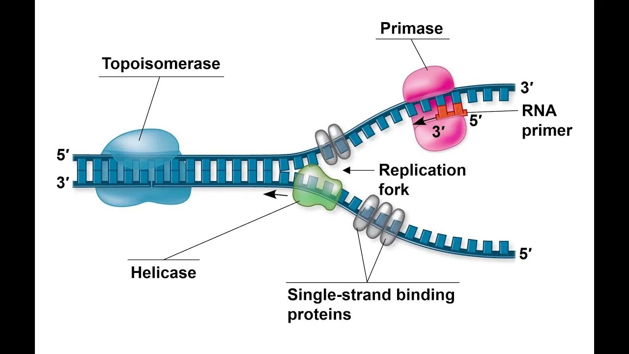 Фермент хеликаза. Репликация ДНК хеликаза. Инициация репликации ДНК схема. Топоизомераза в репликации ДНК. Топоизомеразы репликация.
