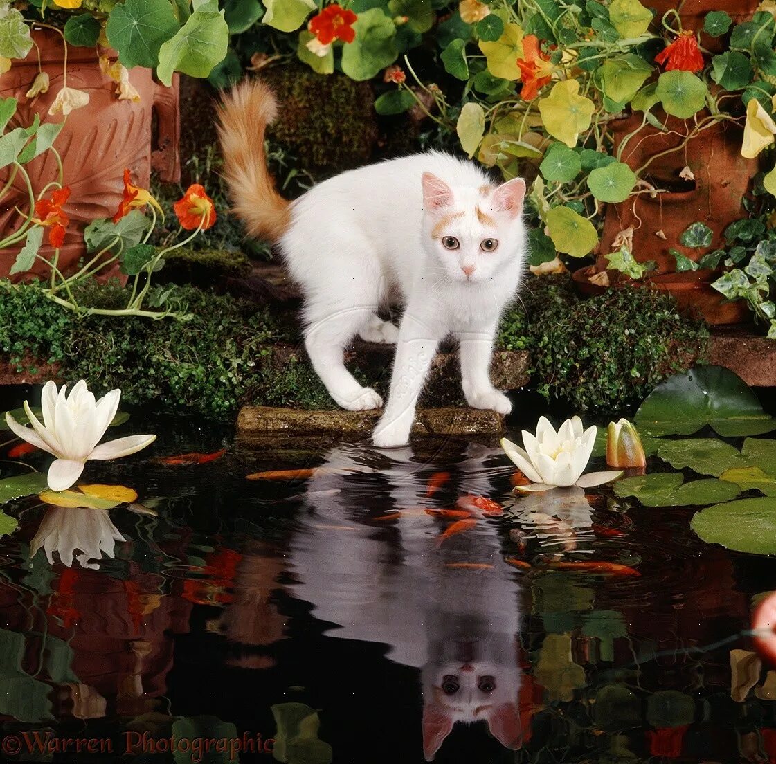 Турецкий Ван кот. Туркиш Ван кошка. Турецкая водяная кошка Ван. Озеро Ван коты. Кошки в озерах