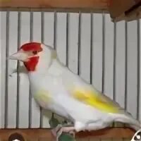 Выполните поиск по словам канарейки и щеглы