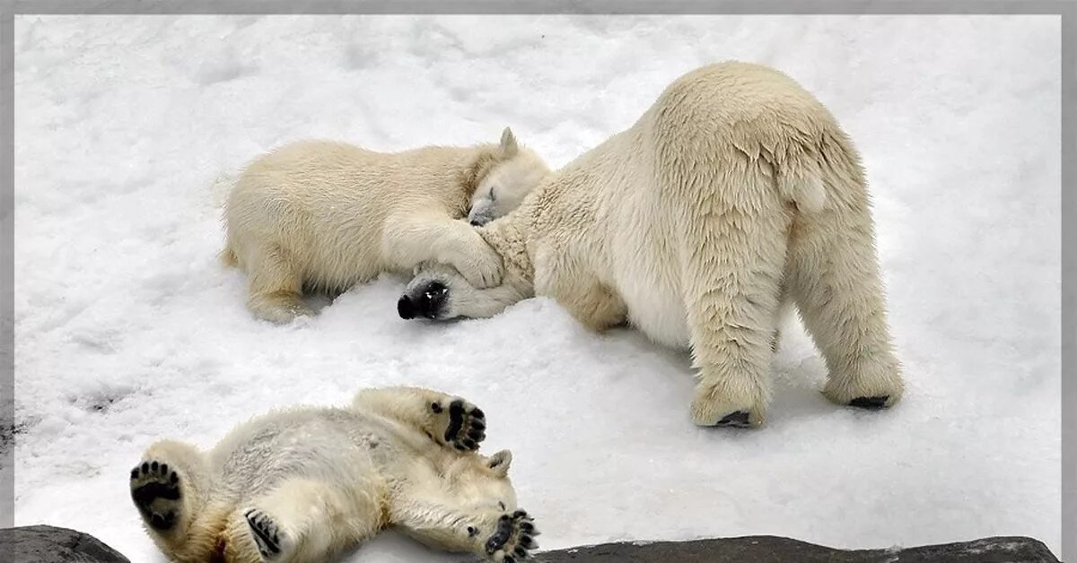 Белый медведь бежит. Белый медведь работа. Белый медведь работа. Белый медведь машет лапой. Белый медведь экология.