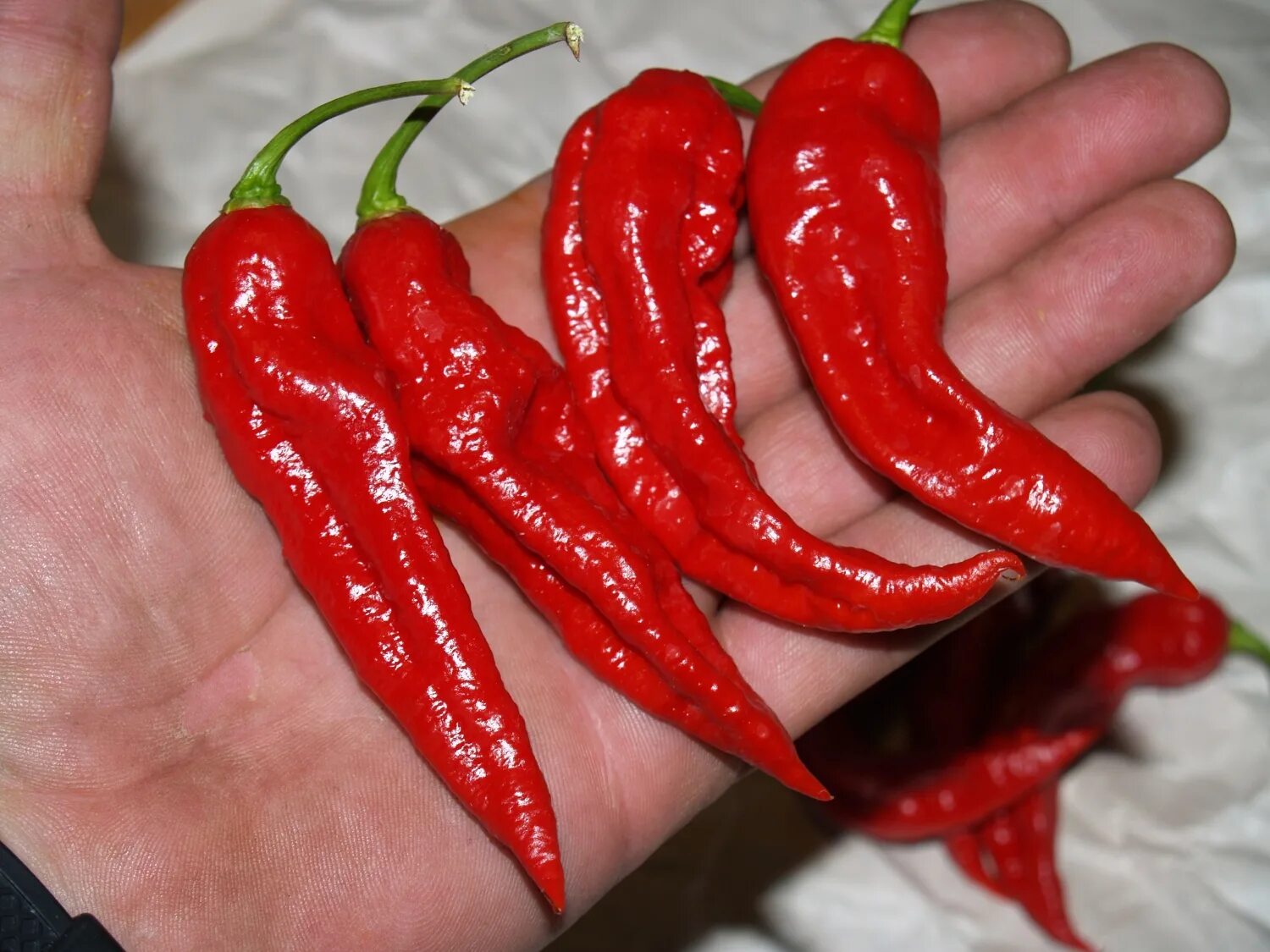Какой сорт перца