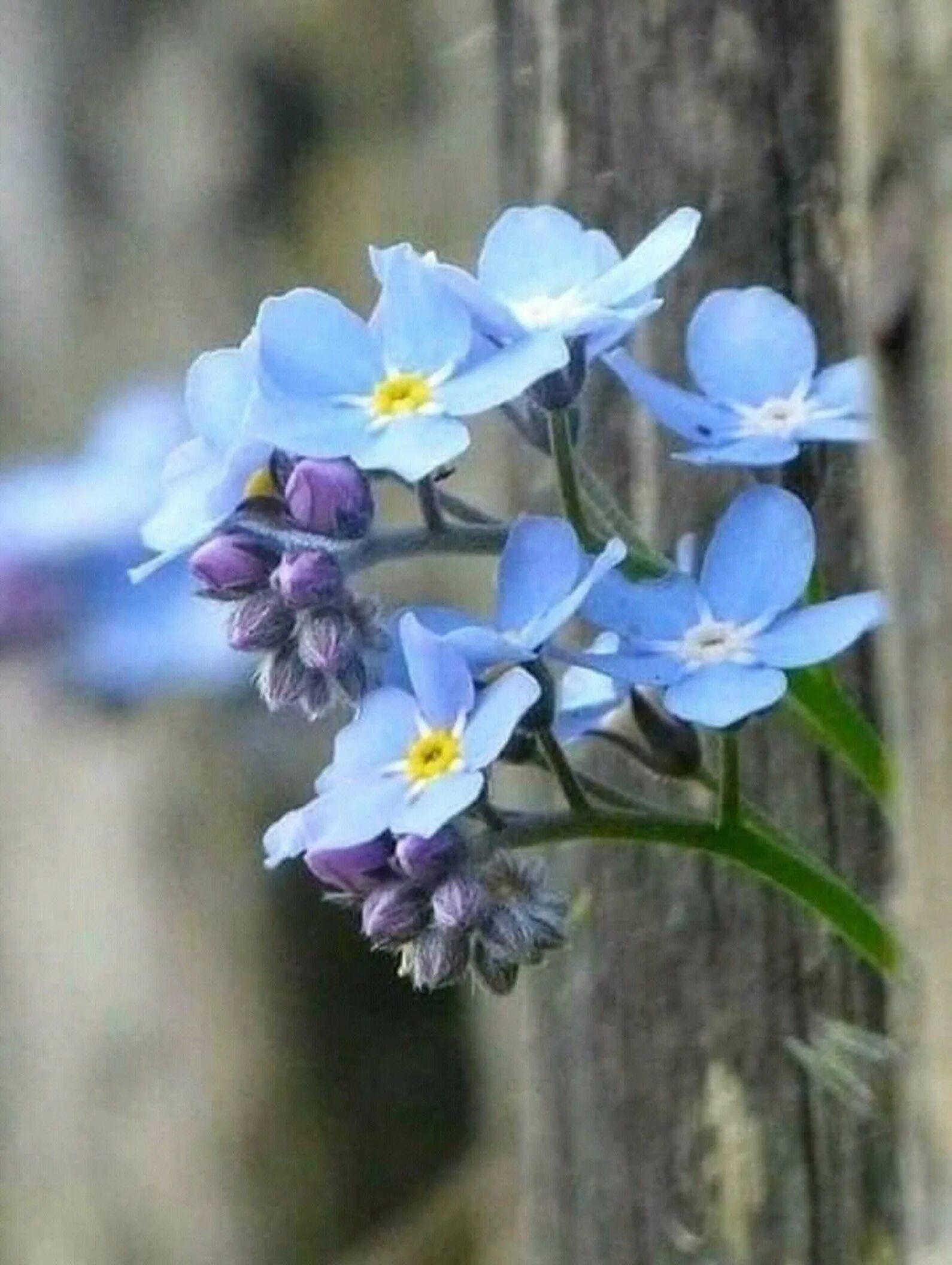 Весенние синие цветочки. Весенние цветы незабудки. Незабудка Myosotis Myomark. Голубые цветы незабудки. Весенние голубые цветочки незабудки.