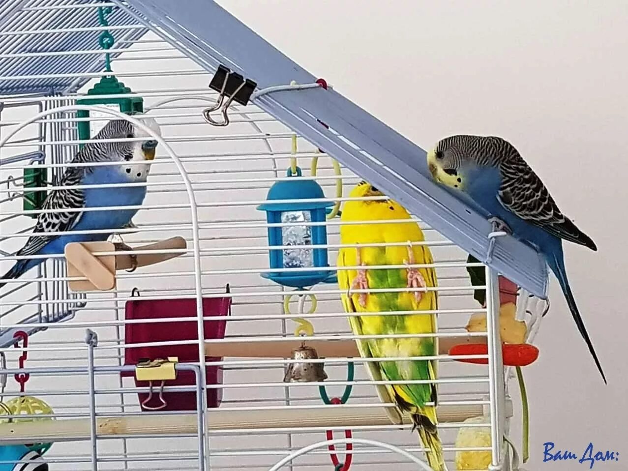 амазон попугай. дом попугаев. попугай домашний. попугаи домашние.