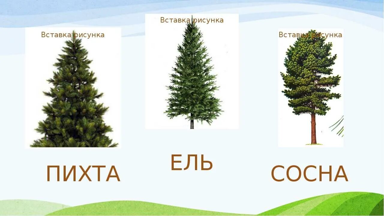 ель, сосна, кипарис, граб. ель сосна дуб береза. юные деревья всех пород ель и сосна. ель пихта сосна кедр лиственница. бальзамическая пихта северная америка.