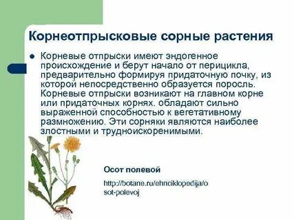 Сорные растения 7 класс биология