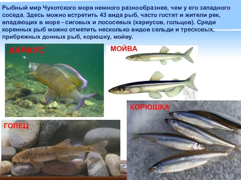 Промысловые рыбы Чукотского моря. Чукотское море ихтиофауна. Рыба в Охотском море. Чукотское море органический мир.