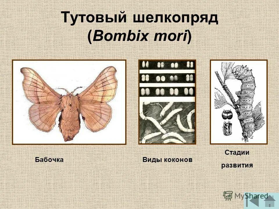 Какое развитие у шелкопряда. Схема постэмбрионального развития тутового шелкопряда. Тутовый шелкопряд отряд насекомых. Тутовый шелкопряд Тип развития. Тутовый шелкопряд метаморфоз.