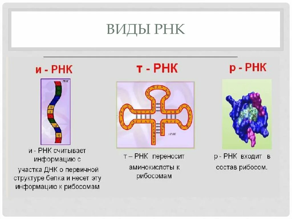 Особенности молекулы рнк. Типы РНК строение. Строение РНК, типы РНК.. Три основных типа РНК. Функции всех видов РНК.