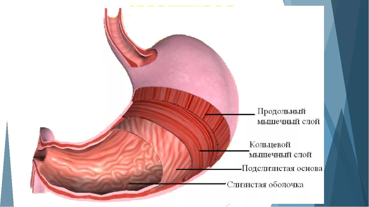 Тип мышц кишечника