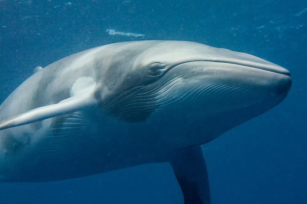 Фото переводчик кита. Карликовый кит. Карликовый синий кит. Карликовый гладкий кит. Малый полосатик.