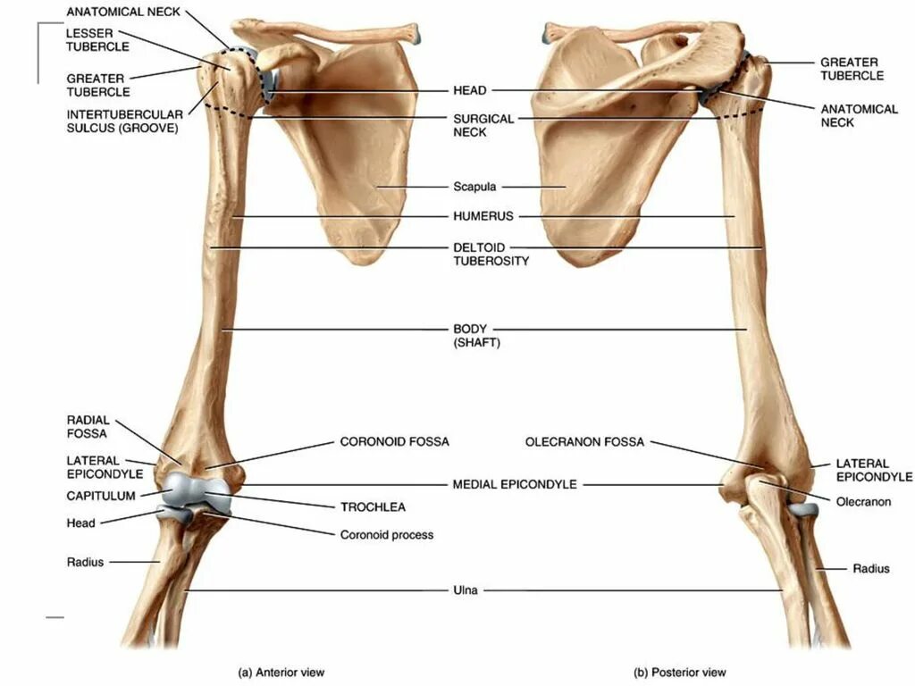 Humerus Radius Ulna. Плечевая кость анатомия человека. Окостенение плечевой кости. Хумерус анатомия.