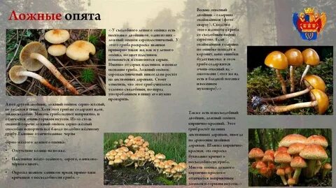 Как распознать опята