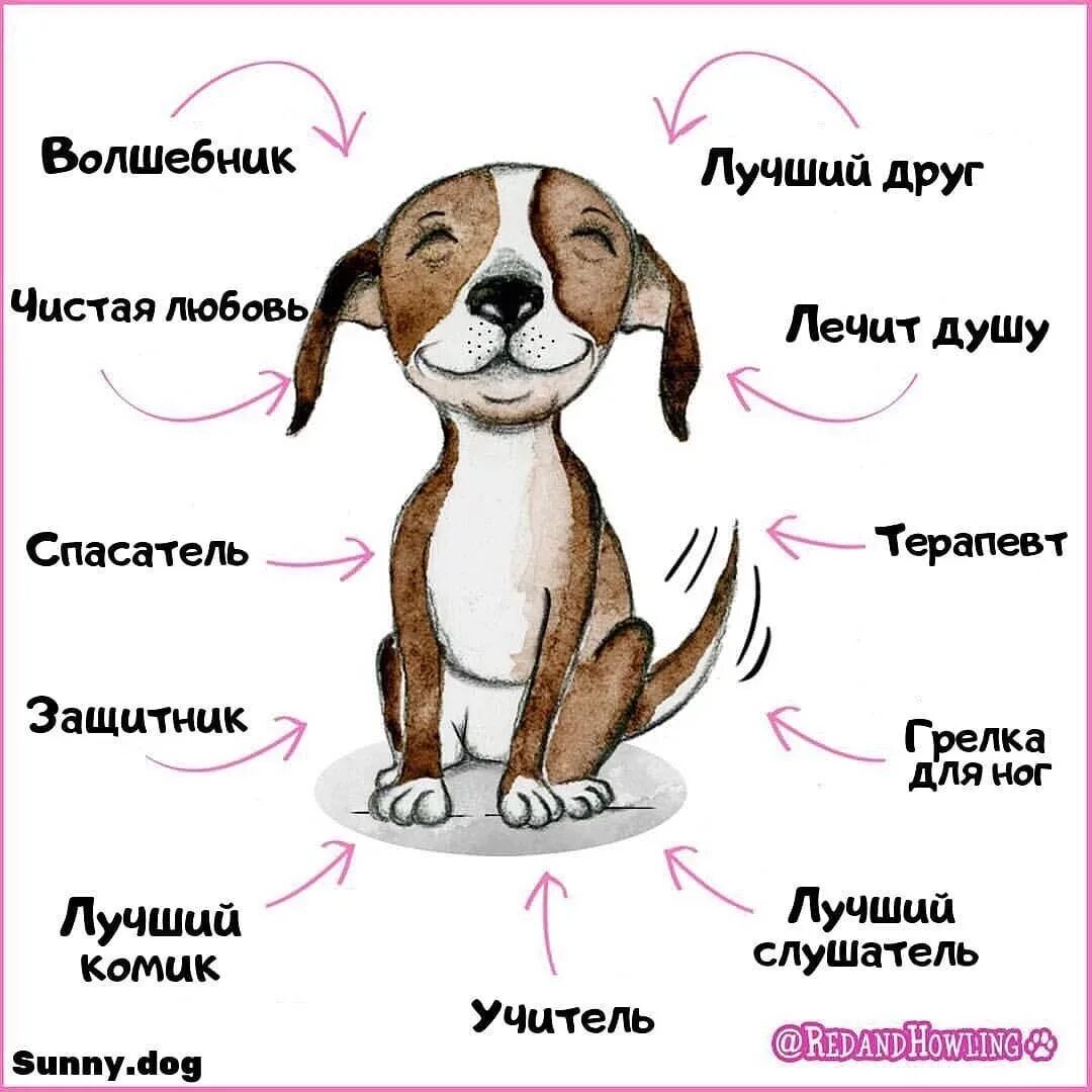 Восточные клички собак. Имена для собак мальчиков маленьких пород. Имя для щенка мальчика. Имена для собак мальчиков на букву а. Имена для собак девочек.