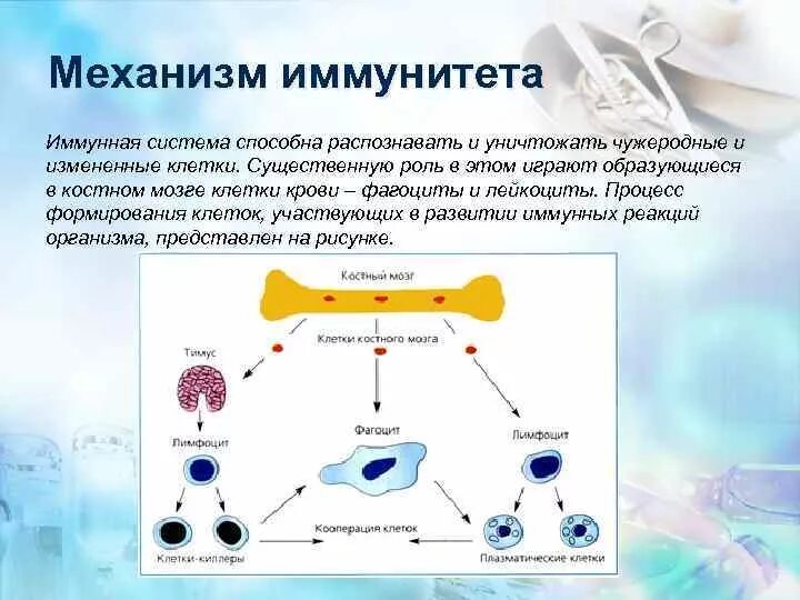 Иммунная температура. Клетки иммунной системы схема. Схема образования клеток иммунной системы. Схемы механизма образования иммунитета. Иммунная система лейкоциты и фагоциты.