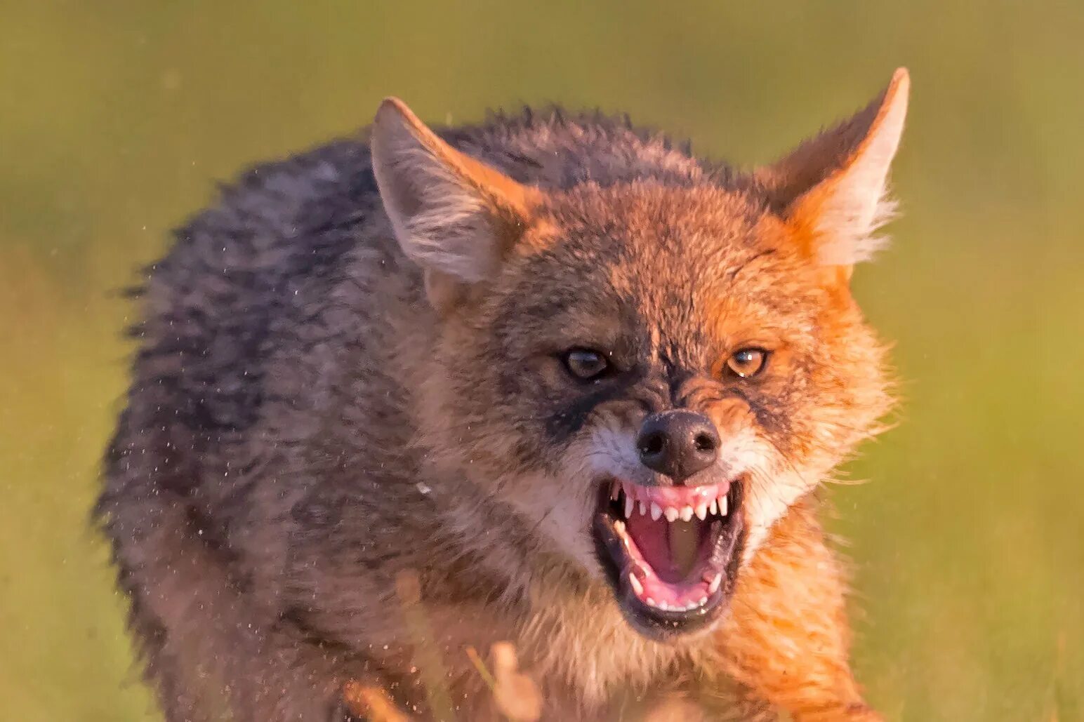 Как кричит шакал. Сумчатая гиена. Как кричит шакал. Гривистая гиена. Гиена гиена.