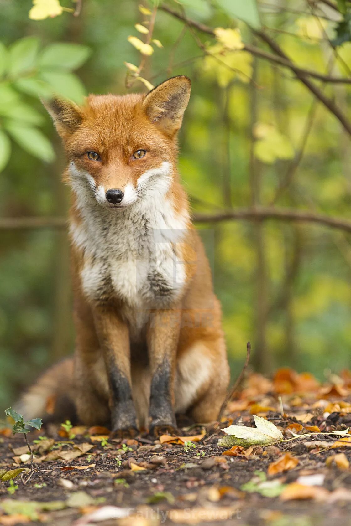 Лис оф пи. Ред фокс лиса. джефферсон red fox. рыжая лисица удмуртии. рыжая лисица биология.