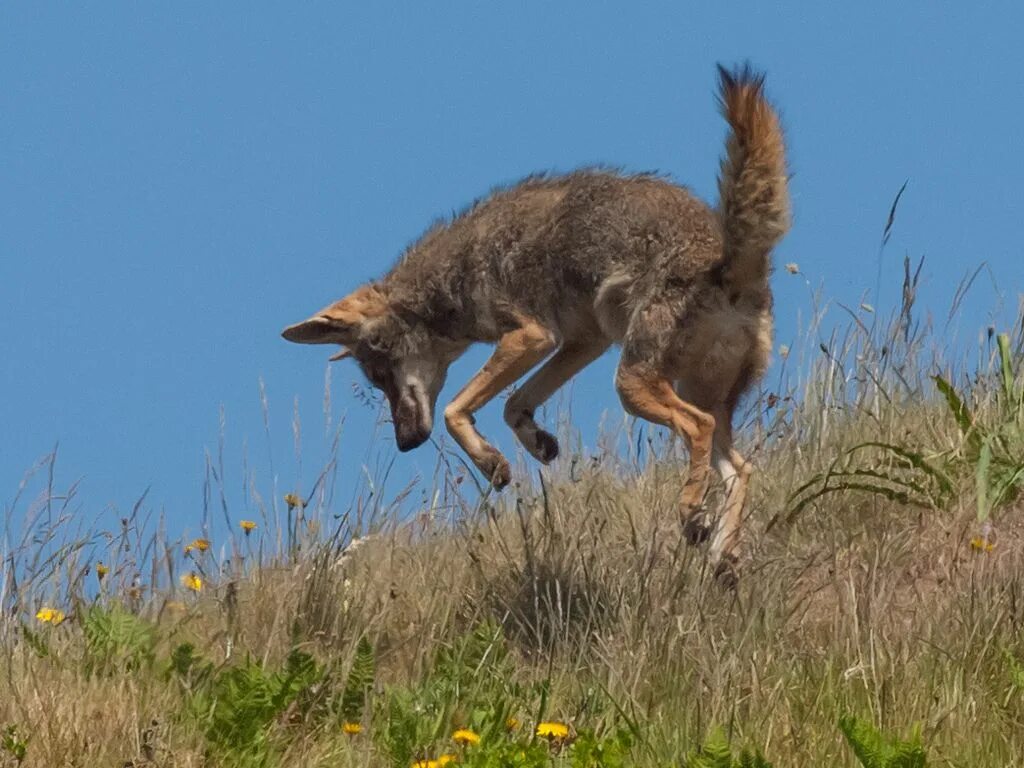 Четыре души койота. Гривистый волк в прыжке. Луговой волк canis Latrans. Волк и койот. Волк прыгает.