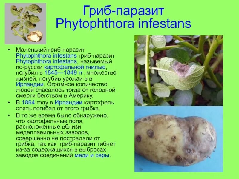 Группы грибов паразитов. Фитофторы Phytophthora infestans. Биология 5 грибы паразит фитофтора. Фитофтора плесневый гриб. Доклад на тему грибы паразиты.