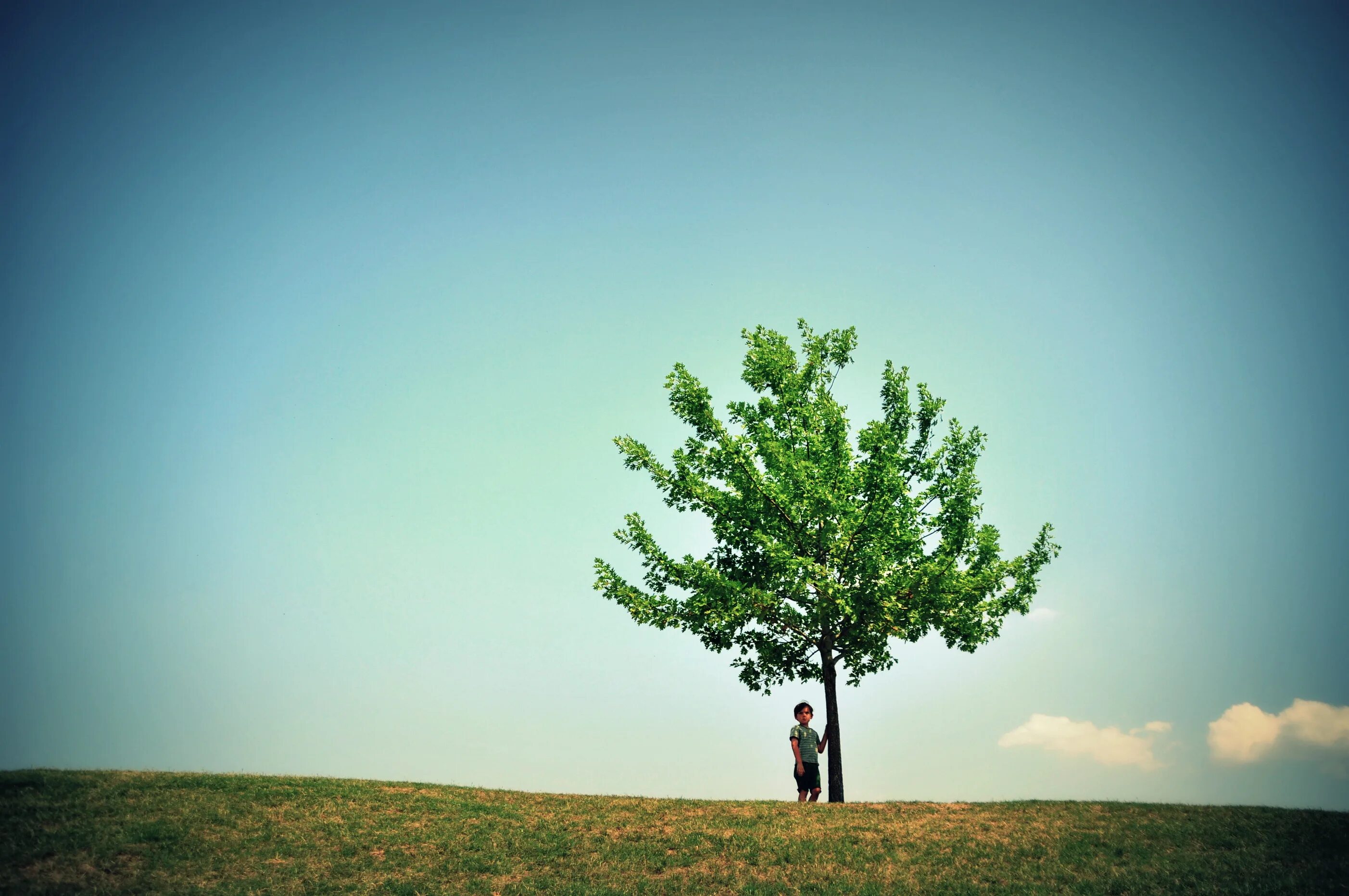 Кривое дерево. Береза дерево. Береза обвислая лонг трак. Стройное дерево. Стройная береза.