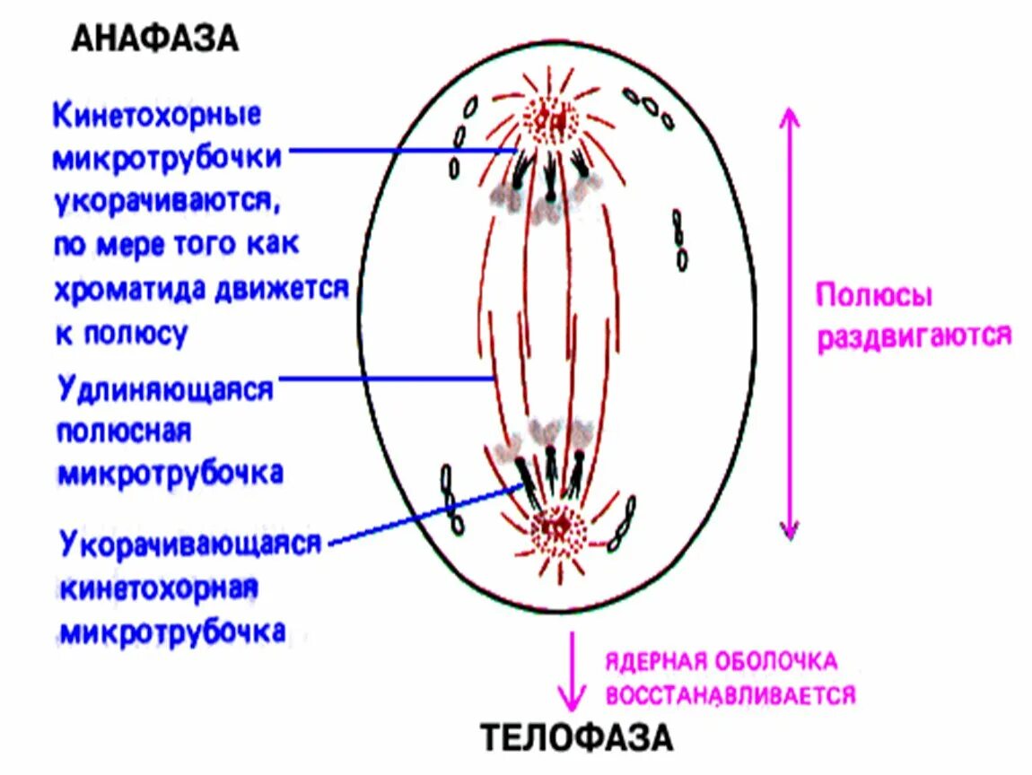 Описание анафазы 1