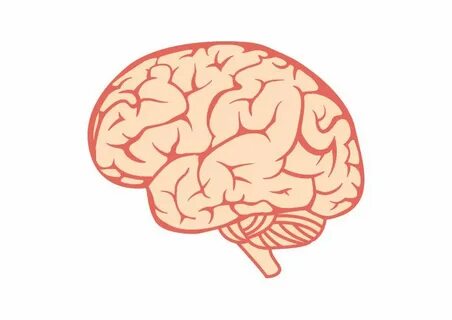 Brain but