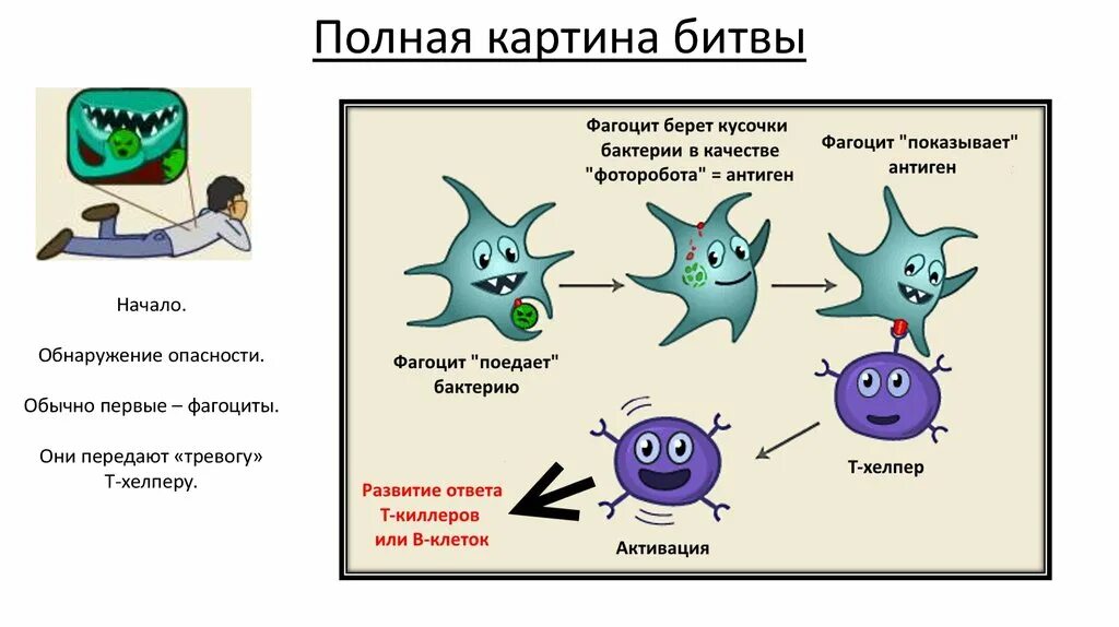 Лейкоциты фагоциты и лимфоциты. Лимфоциты фагоцитоз. Иммунитет против вирусов. Лейкоциты лимфоциты фагоцитоз фагоцитоз. Макрофаги антитела