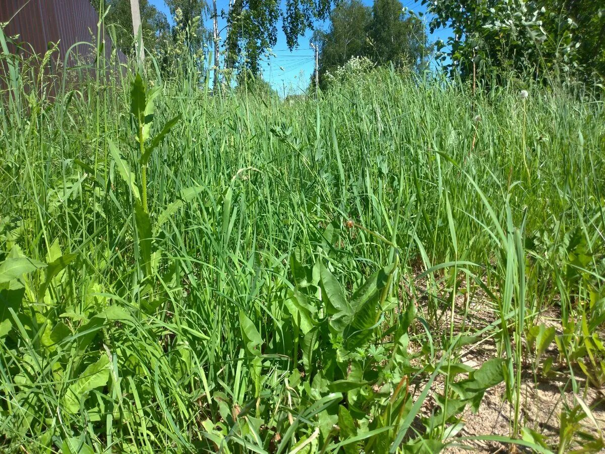 Сорняк брицца. Бурьян. Степной бурьян растение. Бурьян район. Бурьян 1.