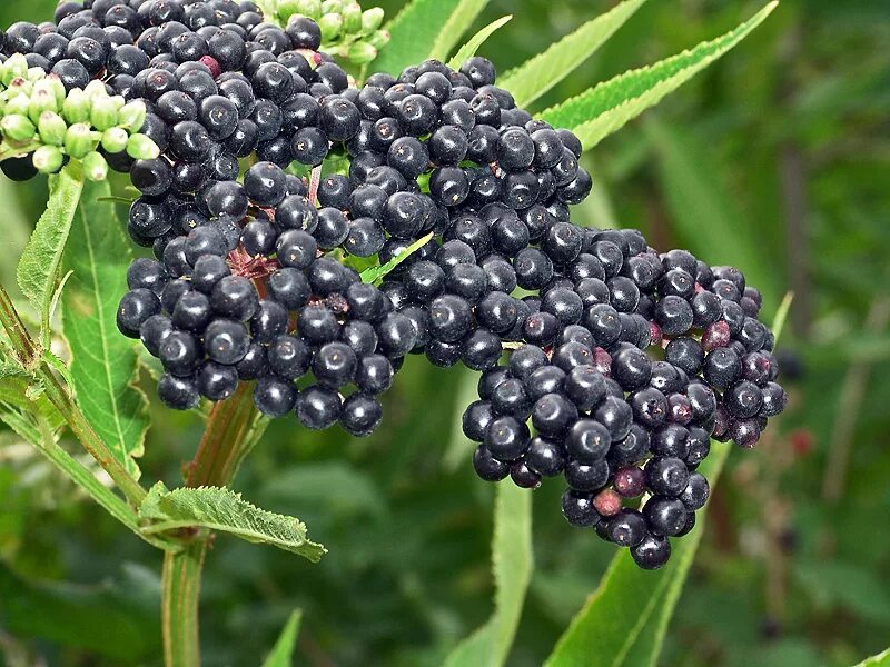 Ядовитые ягоды Бузина. Травянистая Бузина (Sambucus ebulus). Бузина чёрная съедобная. Бузина черная (Sambucus nigra). Бузина съедобная