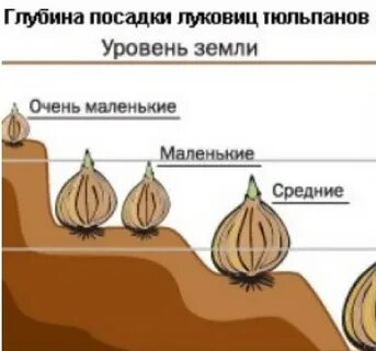 На каком расстоянии посадить тюльпаны
