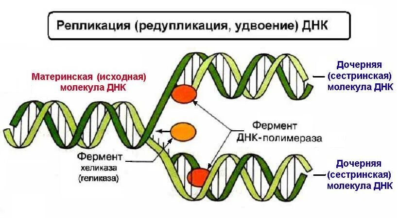 Расплетание цепей днк. Схема репликации ДНК. Схема процесса репликации ДНК. Репликация Гена. Репликация биология схема.